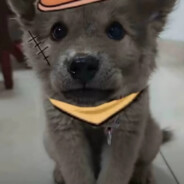 浙江麦迪胡琪磊