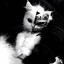 🎀ャイスト— werellix