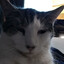 zammydevil36