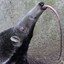 Anteater