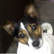 Optima avatar