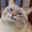 Freekish Catte