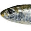 Sardinha