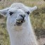 LlamaLlamaLamp