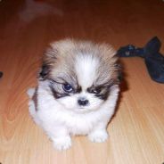 straydog