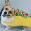 tacodoge