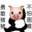 勇敢猪猪