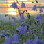 Campanula rotundifolia