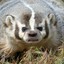 DisapprovingBadger