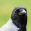 The Hooded Crow