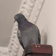 zhabrak