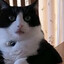 ГАЖИБУТ