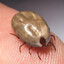 Big Fat Tick