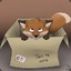 box fox