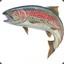 Rainbow Trout