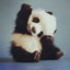 :pandashocked: