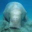 Dugong