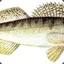 Der MLG Zander