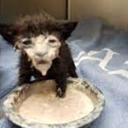 SuperStarXfactor Gateeto