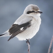 shrike