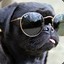 DOGinSHADES