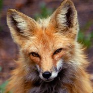Quixotic Fox - steam id 76561197971717641