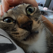 老弟的丫丫像个毛m