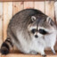 DarudeTrashPanda