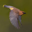 _waxwing_