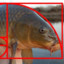 Fibonacci Fish
