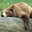 bearpants