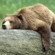 bearpants