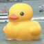 rubber_duck