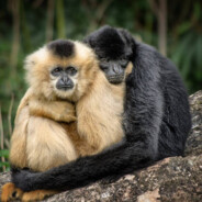 The Gibbon