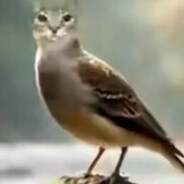 Filmik: Kotek bawi sięptaszkiem