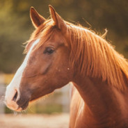 cavalo pe de pano