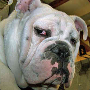 二营长的意大利炮