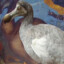 Camaraphus Cucullatus