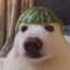 Shigurrr