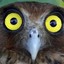 Superb Owl