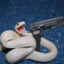BL