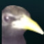 VAC.bird