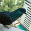 Sledd Shedd's avatar