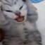 Coco Jambo