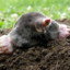 Fat Badger Mole