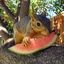 A Melon Eating Squirrel