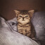 LifeIsGonnaCat