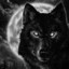 darkwolf