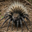 Sphenylunctus Porcupider