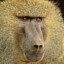 baboon